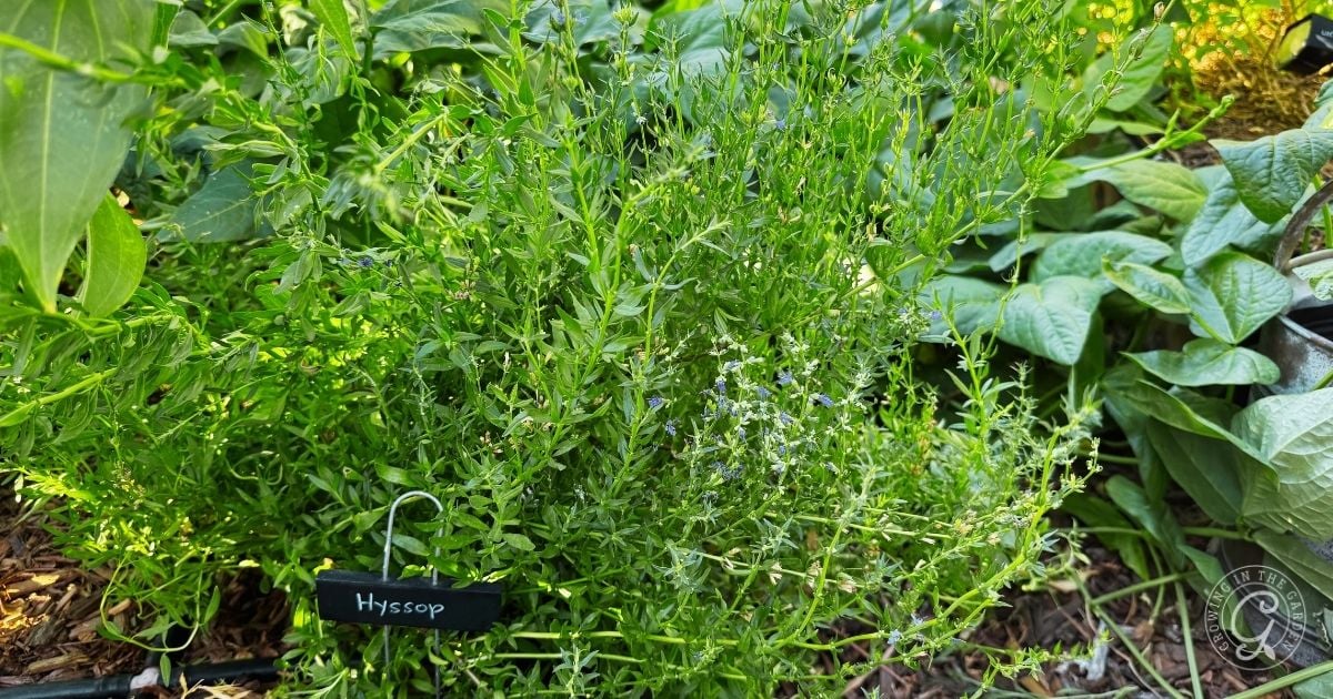 A lush green hyssop plant grows in a garden bed, marked with a small black label reading Hyssop&mdash;a lovely example of successful Hyssop Care.