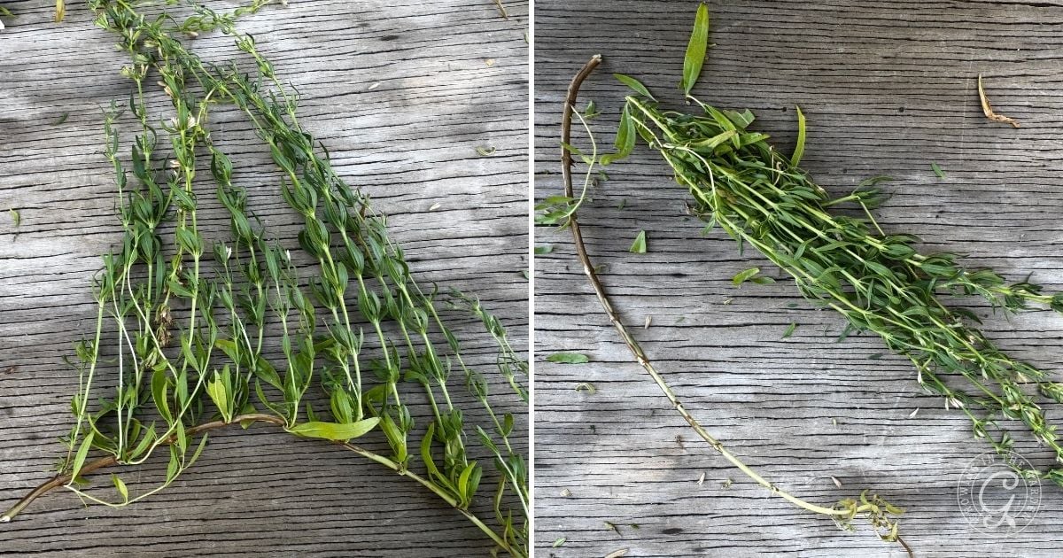 Two bundles of green willow branches woven on weathered wooden boards, shown from different angles&mdash;perfect inspiration for natural crafts or adding rustic charm to your hyssop planting and care projects.