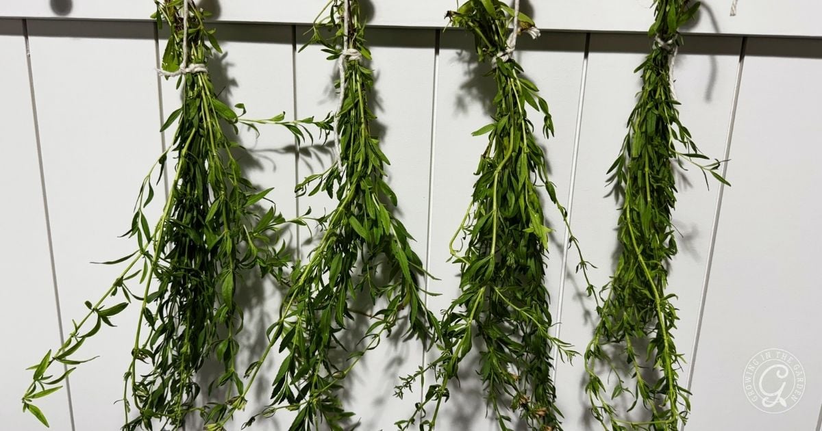 Four bundles of fresh green herbs, including hyssop, are hanging upside down from a white wall to dry&mdash;perfect for anyone interested in planting hyssop or learning more about hyssop care.