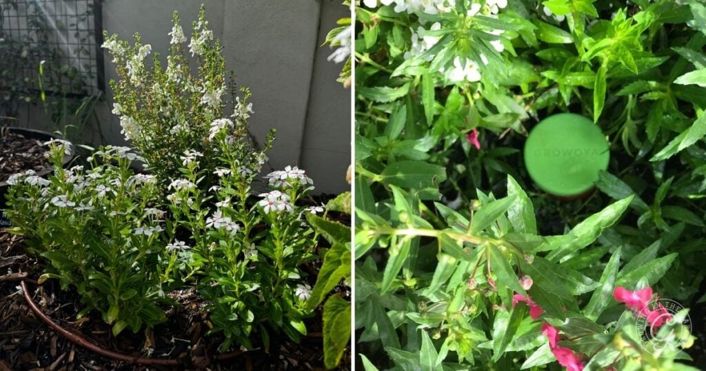 Left: Flowering herbs in a garden bed; Right: Green cap labeled GROWWX among leafy plants, showing tips on how to grow angelonia.