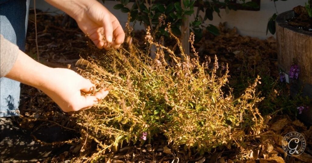 Frost damaged angelonia
