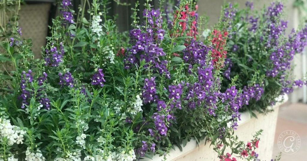 Colorful purple, white, and red angelonia flowers blooming in a large rectangular planter box showcase the beauty you can achieve when you learn how to grow angelonia with care and attention.
