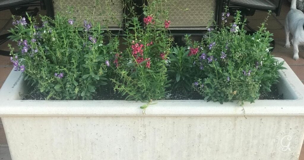 Rectangular planter with purple and pink flowering plants—perfect for learning how to grow angelonia—on a patio, with patio chairs and a dog’s leg in the background.