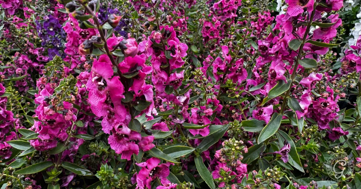Bright magenta angelonia flowers with green leaves densely packed together in a lush garden setting.