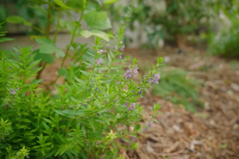How to Grow Angelonia (Summer Snapdragon) featured image