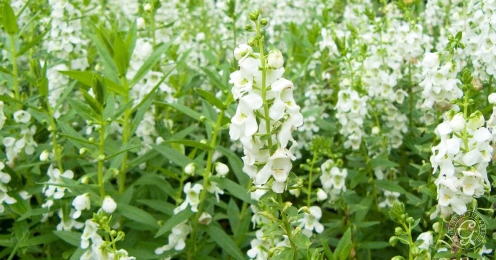 White Angelonia flowers blooming in a garden, surrounded by green foliage—a beautiful example for anyone learning how to grow angelonia successfully.