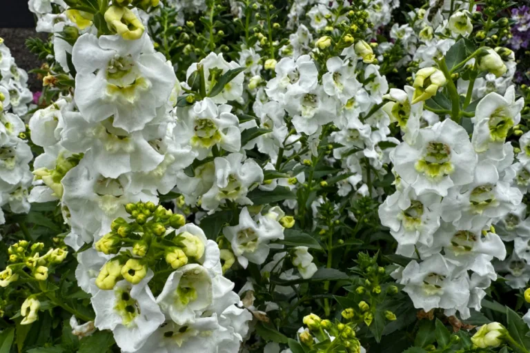 How to Grow Angelonia (Summer Snapdragon) featured image