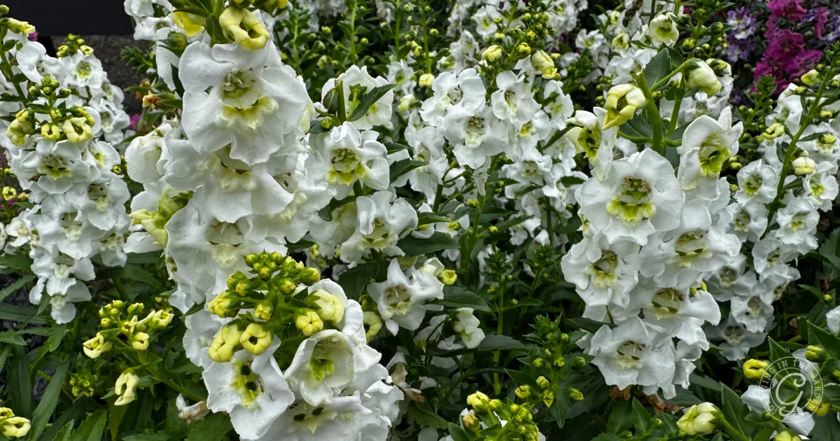 Clusters of white Angelonia flowers with green leaves blooming in a garden.