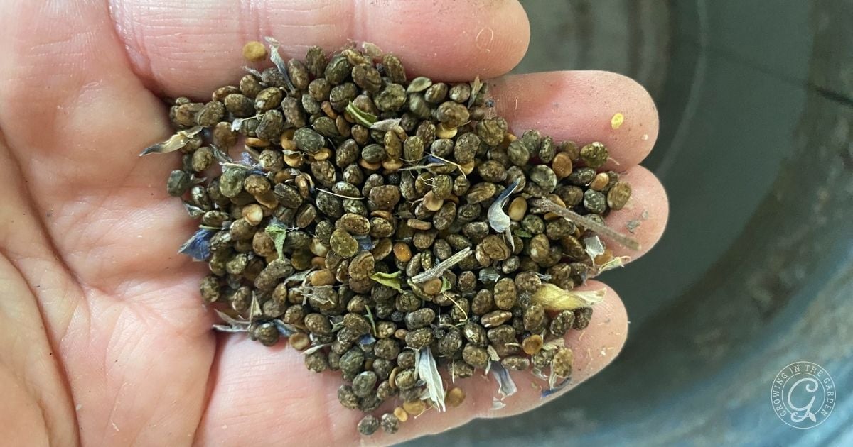 A close-up of a hand holding a pile of small, brown seeds with some plant debris mixed in—perfect for learning Arroyo Lupine Growing Tips or discovering how to grow arroyo lupine in Arizona.