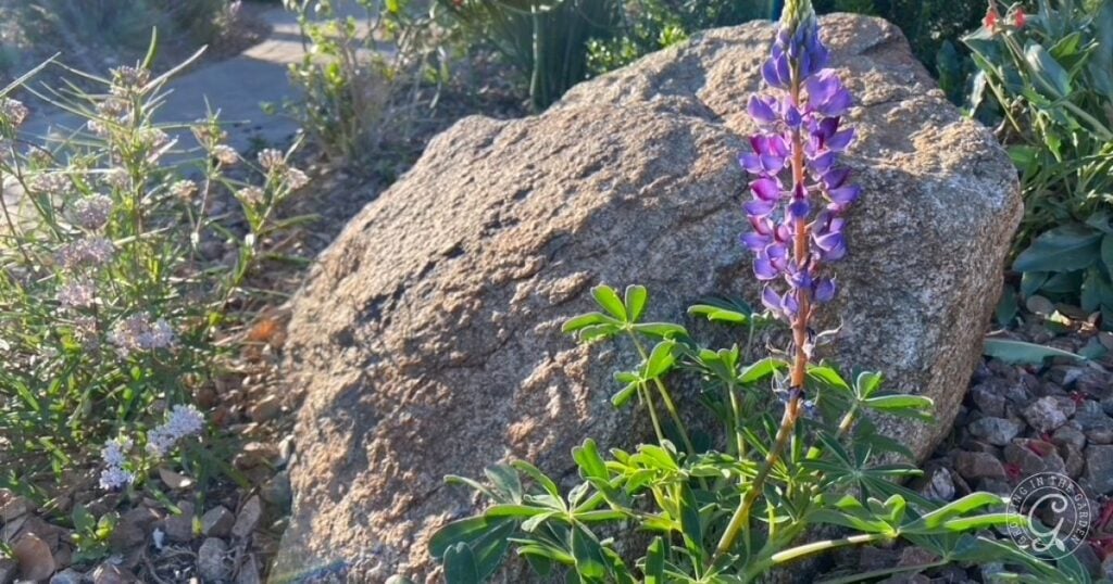 A tall Southwest Native Wildflower, the Arroyo Lupine, grows in front of a large rock in a sunny, rocky garden setting.