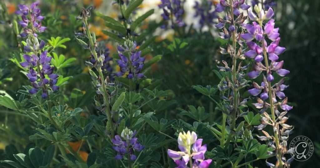 Arroyo Lupine flowers bloom in vibrant purple among green leaves, glowing in the sunlight. This stunning Southwest Wildflower adds beauty to any garden—grow Arroyo Lupine for a splash of natural color.