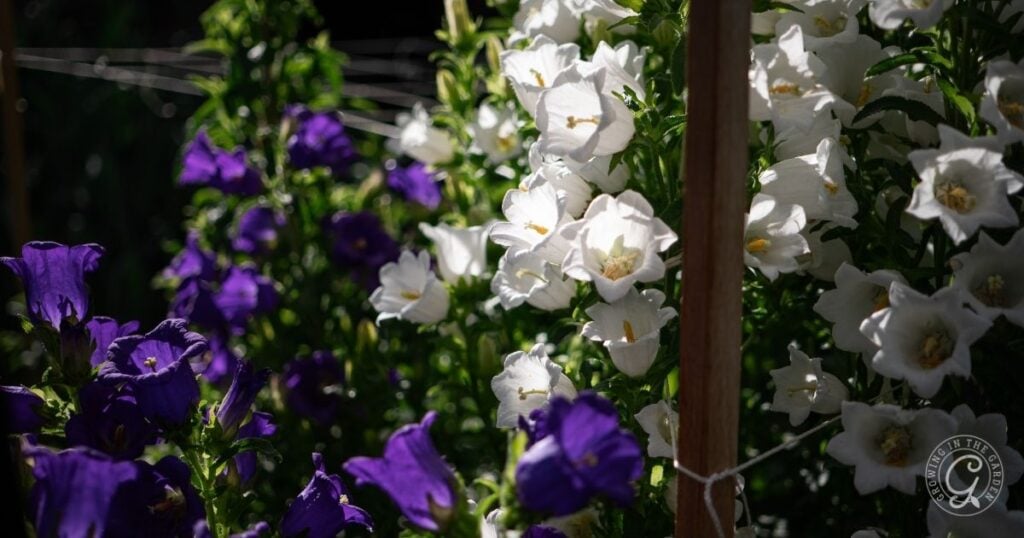 Purple and white bell-shaped Campanula, commonly known as Canterbury Bells, blooming together in sunlight with green foliage in the background.