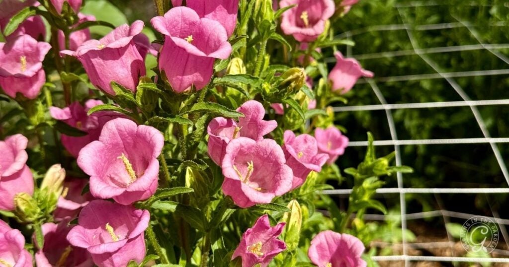 Bright pink bell-shaped flowers of Campanula, also known as Canterbury Bells, bloom next to a wire fence, surrounded by lush green leaves and sunlight.