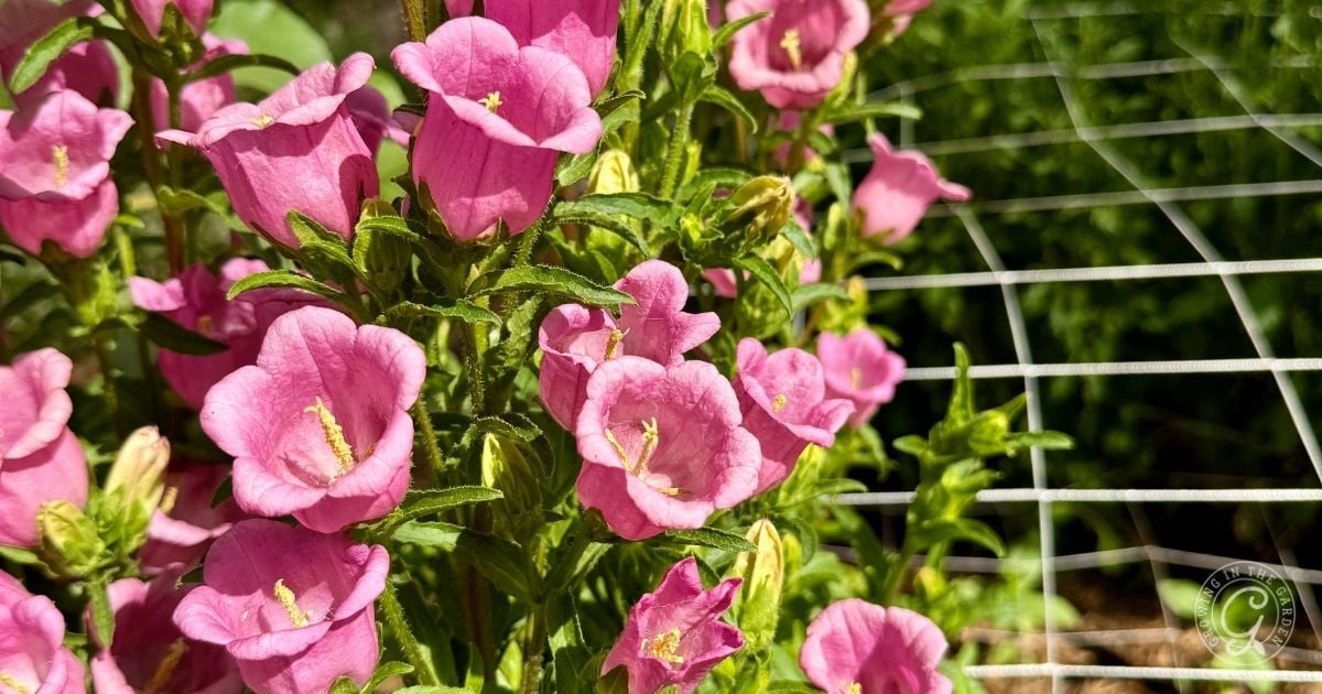 Bright pink bell-shaped flowers of Campanula, also known as Canterbury Bells, bloom next to a wire fence, surrounded by lush green leaves and sunlight.
