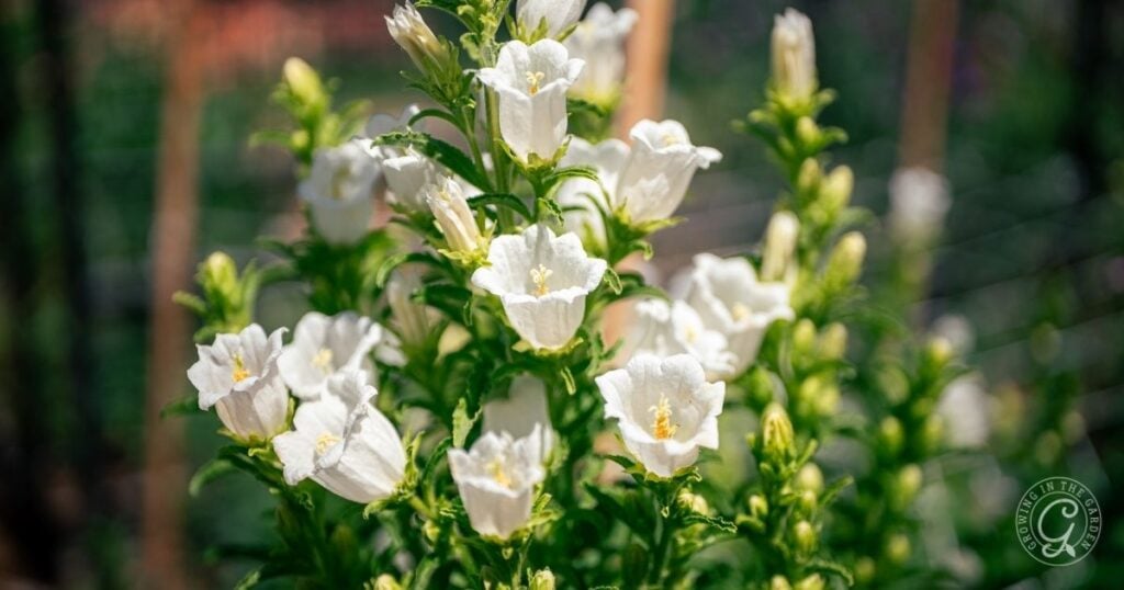 Cluster of white bell-shaped Campanula, also known as Canterbury Bells, blooming on green stems in a sunlit garden, with a blurred background. Perfect inspiration if you want to learn how to grow these elegant flowers yourself.