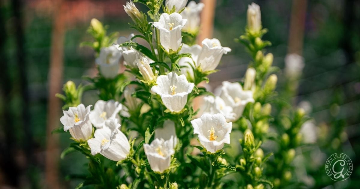 Cluster of white bell-shaped Campanula, also known as Canterbury Bells, blooming on green stems in a sunlit garden, with a blurred background. Perfect inspiration if you want to learn how to grow these elegant flowers yourself.