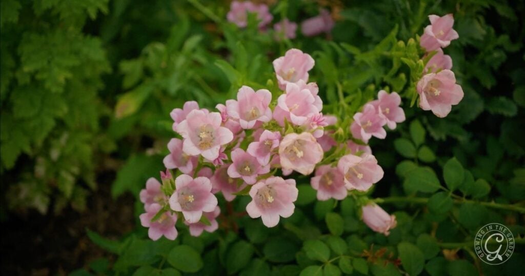A cluster of small, light pink Campanula blooms among green leaves in a garden, adding charm reminiscent of delicate Canterbury Bells.