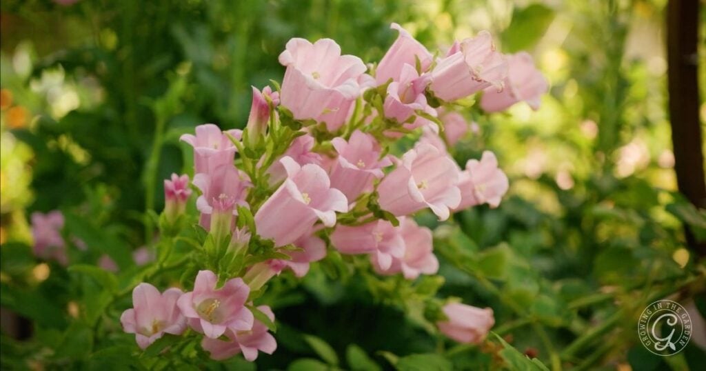 Cluster of pale pink, bell-shaped Canterbury Bells (Campanula) flowers blooming with green foliage in the background—a beautiful sight for anyone interested in how to grow these classic garden favorites.