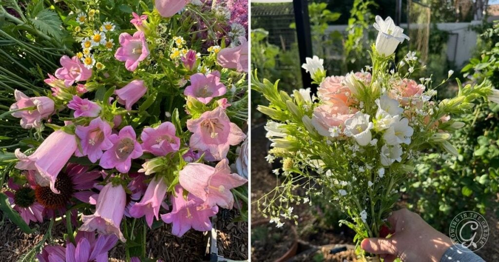 Close-up of pink Canterbury Bells on the left; hand holding a bouquet of white and pink Campanula flowers on the right, showcasing how beautifully these blooms grow together.