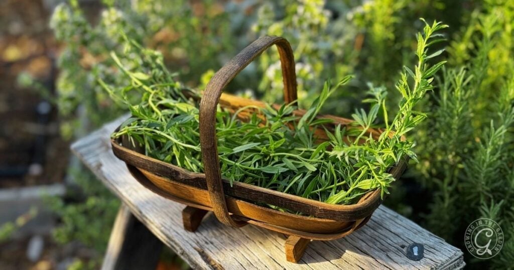 A wooden basket filled with freshly picked green herbs, including vibrant hyssop, rests on a weathered wooden bench outdoors—a perfect scene for anyone interested in planting hyssop or learning about hyssop care.