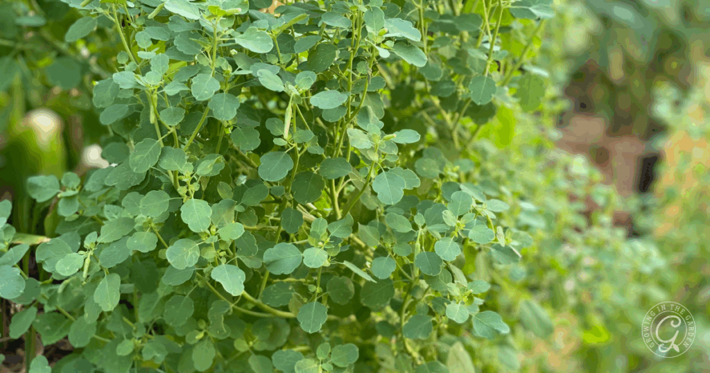 Close-up of healthy, green, leafy chaya plants growing densely in a garden, beside vibrant Papalo from seed.