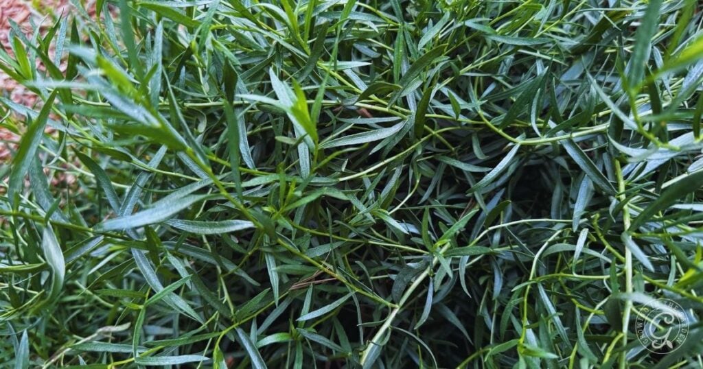 Close-up of dense, green, narrow leaves of a plant, possibly tarragon—perfect for gardeners exploring how to grow tomatillos—with a logo in the bottom right corner.