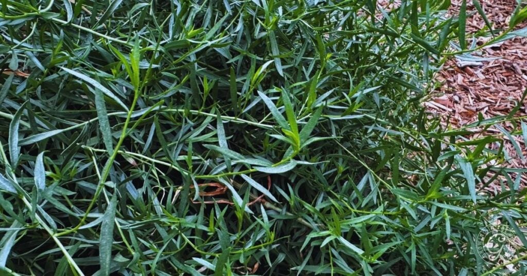 Dense green French Tarragon leaves grow closely together next to a section of brown mulch, adding vibrant life to the garden.