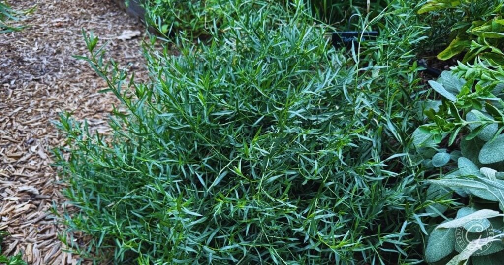 Green tarragon herb plant growing in a garden next to wood chip mulch and other leafy plants—a thriving scene similar to learning how to grow tomatillos successfully in your own backyard.