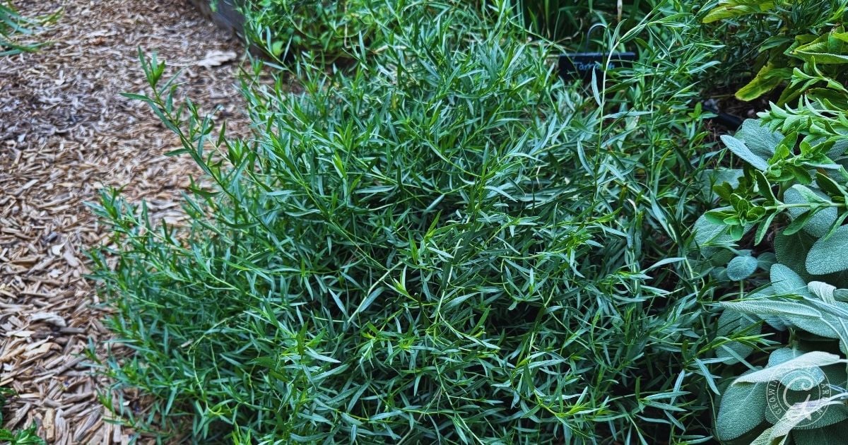 Green tarragon herb plant growing in a garden next to wood chip mulch and other leafy plants&mdash;a thriving scene similar to learning how to grow tomatillos successfully in your own backyard.