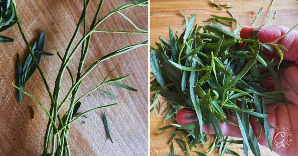 Close-up of fresh French Tarragon leaves on a wooden cutting board, some held in a persons hand, ready to use or grow in your garden.