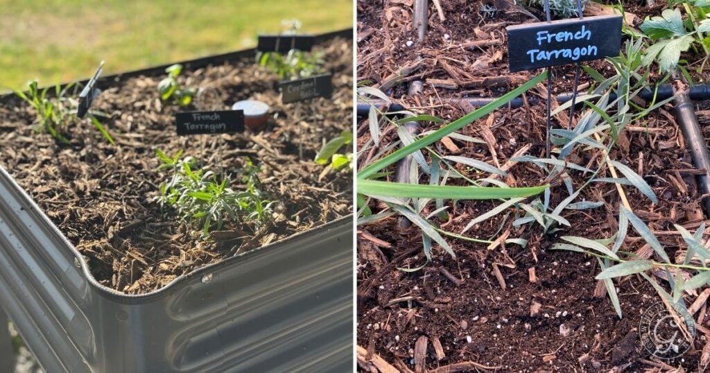 Two garden beds with labeled signs showing young French tarragon plants growing in soil—an inspiring start for anyone learning how to grow French tarragon or curious about when to plant tarragon.