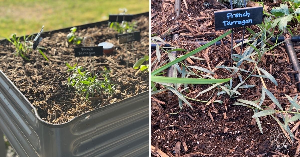Two garden beds with labeled signs showing young French tarragon plants growing in soil&mdash;an inspiring start for anyone learning how to grow French tarragon or curious about when to plant tarragon.