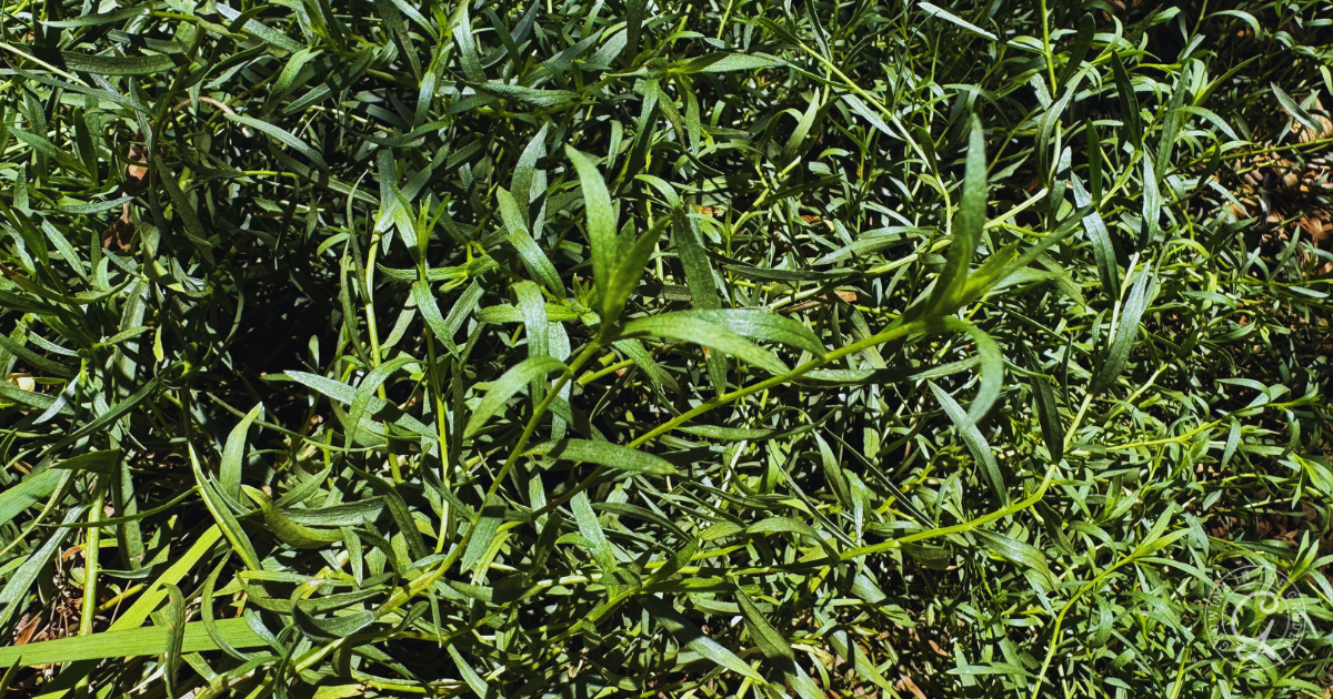 Close-up of lush, green tarragon leaves growing densely in sunlight&mdash;a perfect example of how to care for tarragon and what to expect when you know when to plant tarragon.