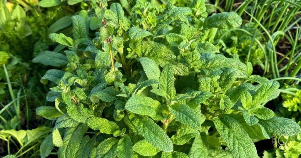 A close-up of lush green sage leaves growing in a garden, perfect for anyone interested in learning how to grow lemon balm and other fragrant herbs.