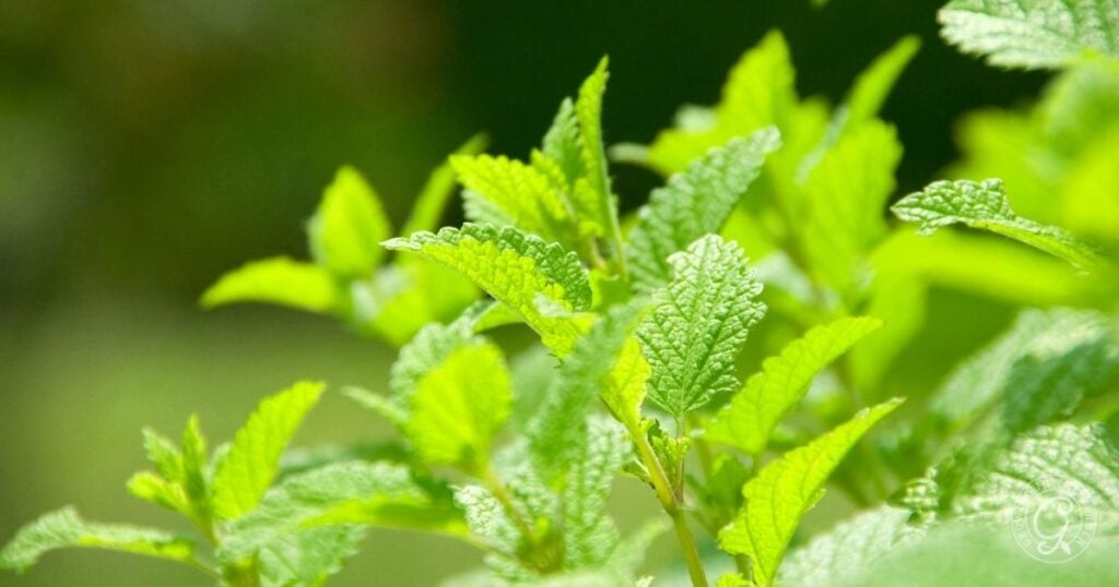 Close-up of vibrant green lemon balm leaves with sunlight highlighting their textured surfaces, similar to the look you’ll achieve when learning how to grow lemon balm in your garden.