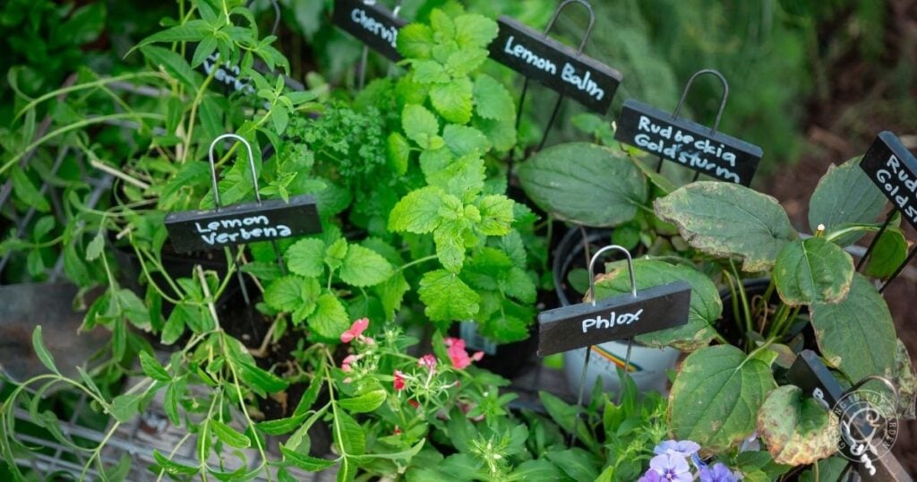 Potted herbs and flowers with labeled black signs, including lemon verbena, lemon balm, phlox, and others—perfect for those interested in tips on How to Grow Lemon Balm.