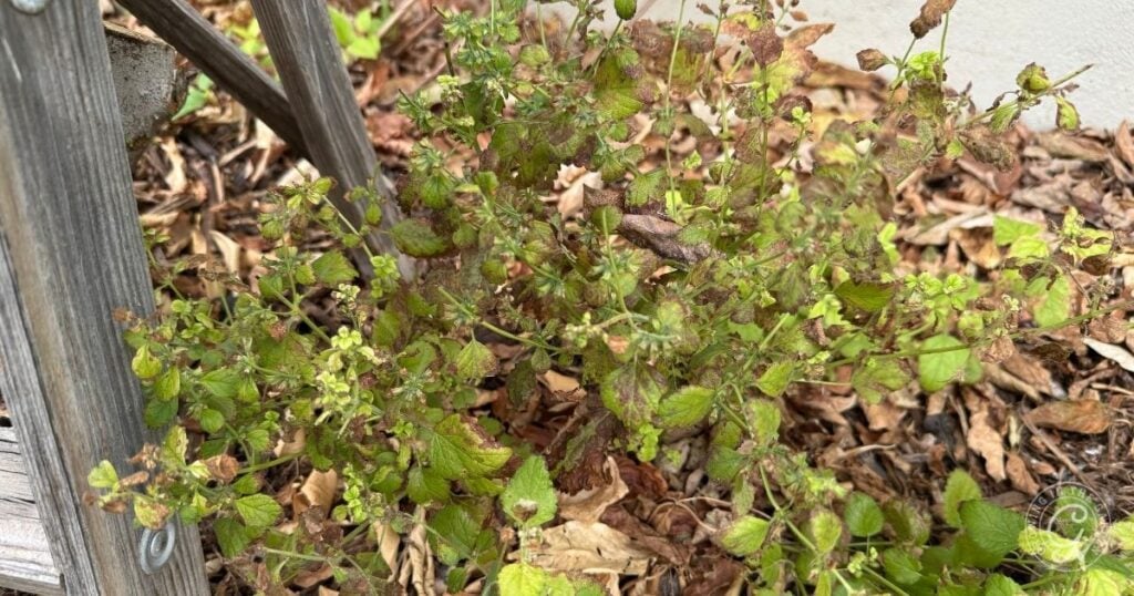 A wilted plant with browning leaves sits beside a wooden structure, surrounded by dry leaves—a reminder of the importance of proper care when learning how to grow lemon balm.