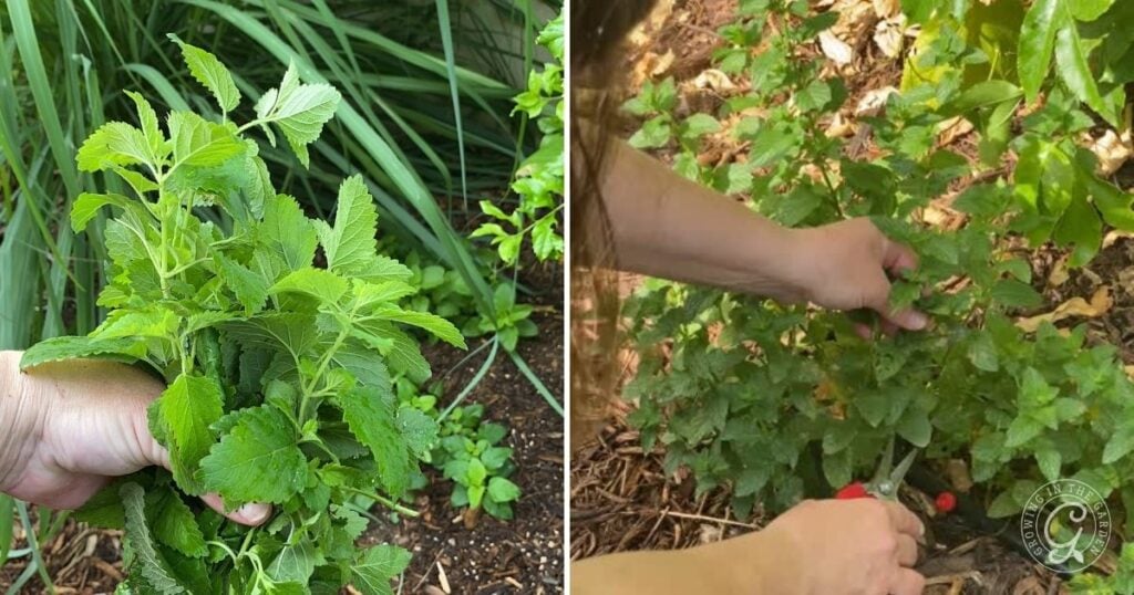 Hands harvesting green lemon balm leaves from plants in a garden—a key step in learning how to grow lemon balm successfully.