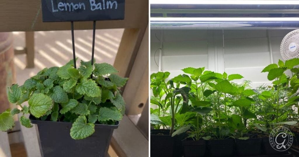 Left: Potted lemon balm plant; right: multiple potted plants thriving under indoor lights—see how to grow lemon balm successfully indoors.