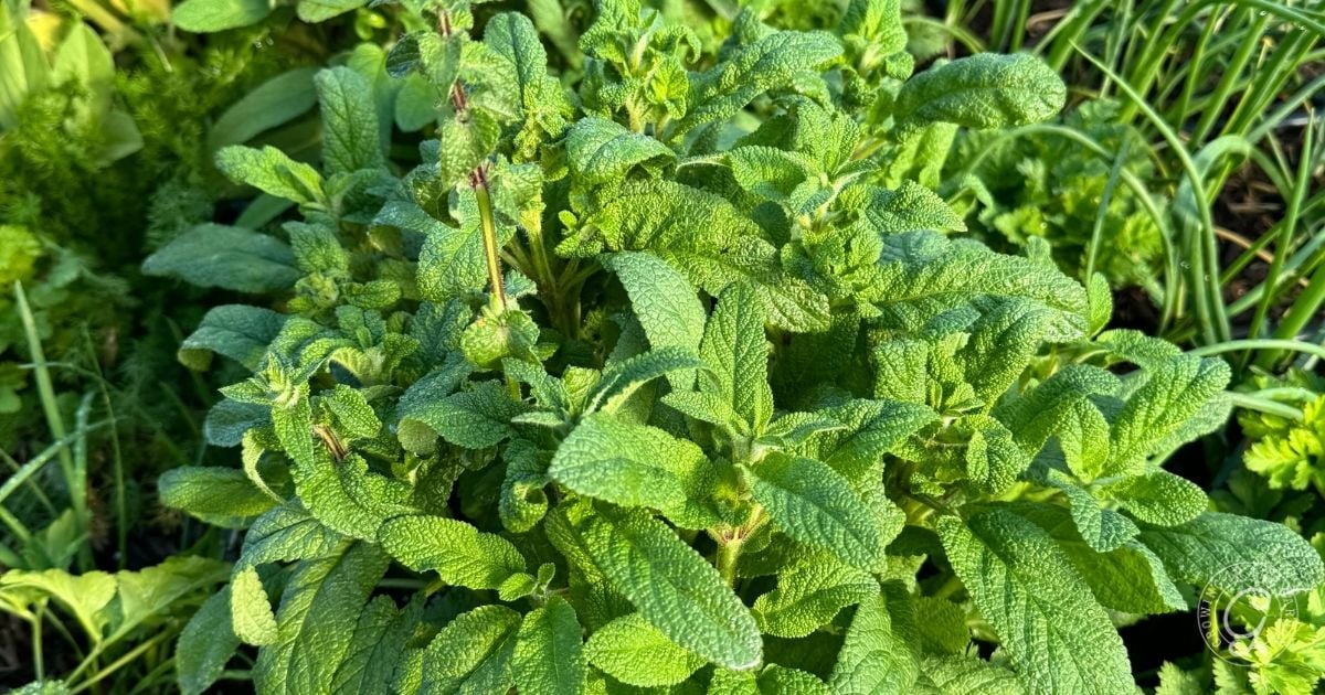 A close-up of lush green sage leaves growing in a garden, perfect for anyone interested in learning how to grow lemon balm and other fragrant herbs.