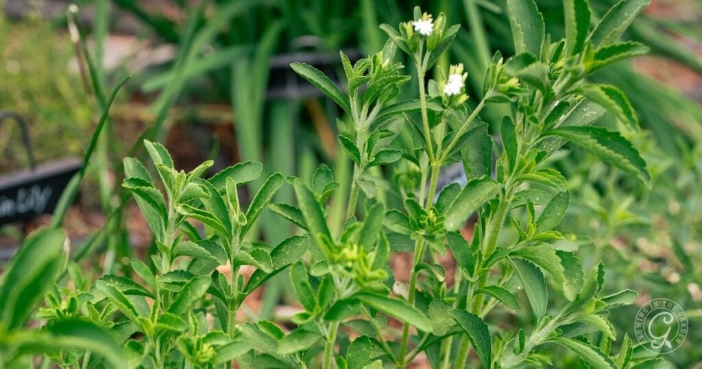 Green stevia plants with small white flowers thrive in a garden, showcasing how growing stevia in hot climates can be successful.