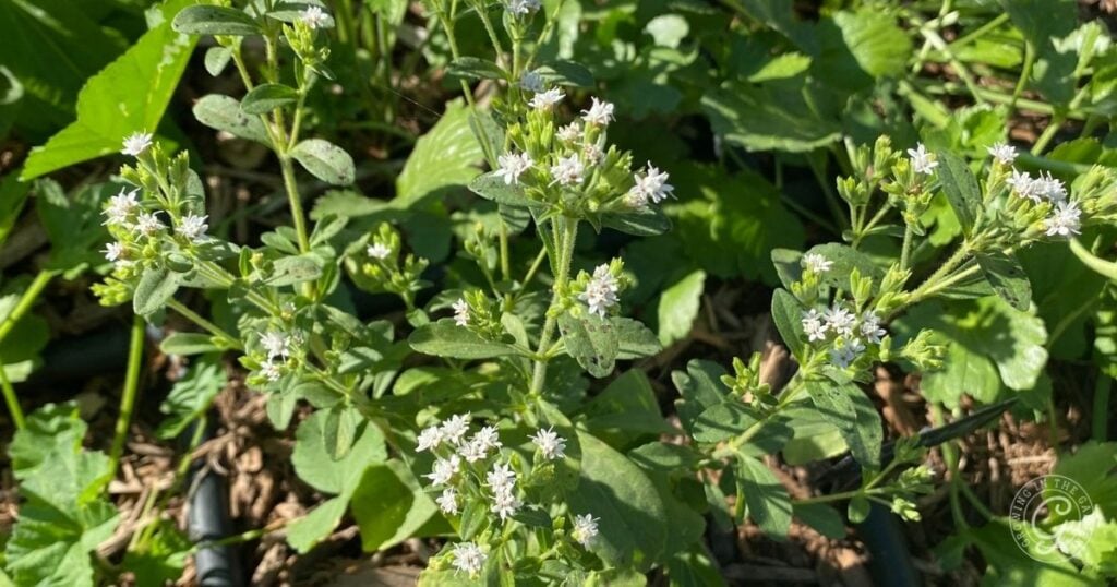 Green leafy stevia plants with small white flowers growing outdoors in sunlight invite you to grow stevia at home for a natural, sweet harvest.