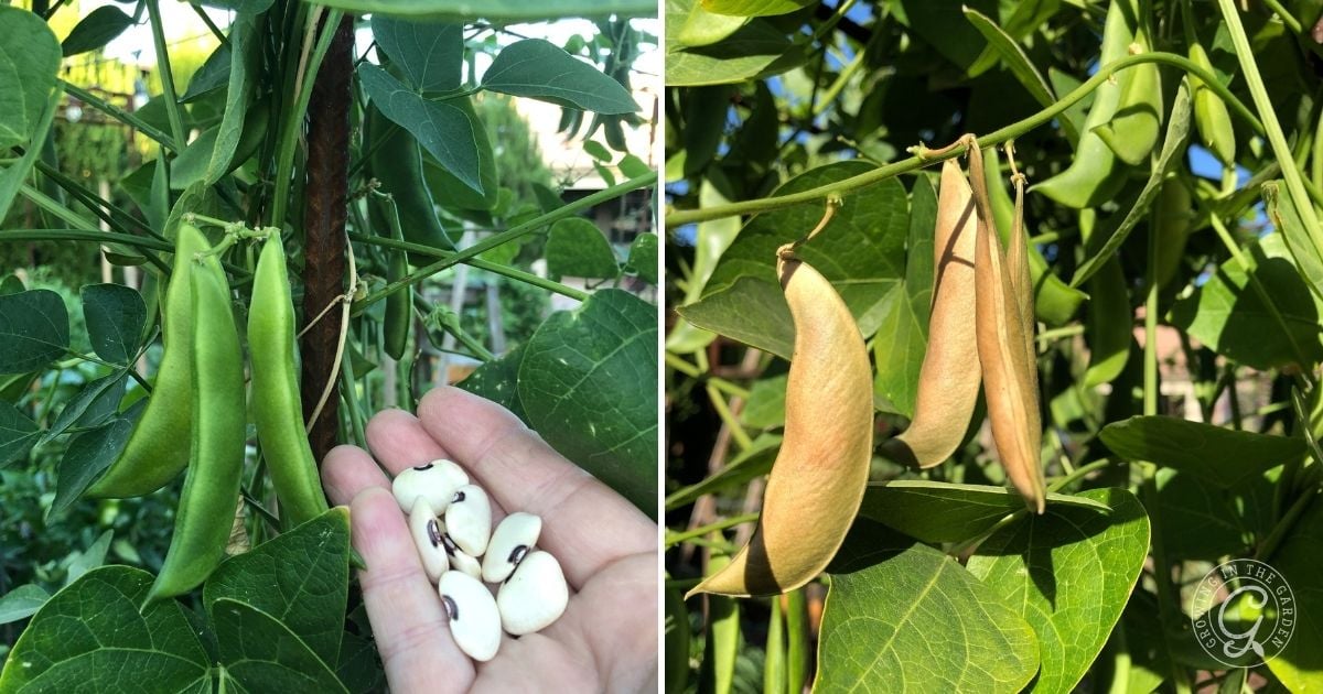 Hand holding white beans near green pods on left; tan, dried pods hanging on vine on right&mdash;showing a key stage in how to grow lima beans.