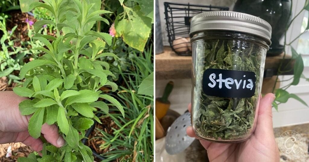 A hand holds fresh stevia leaves, just harvested to use stevia in recipes; a jar labeled Stevia stores dried leaves on a kitchen counter.