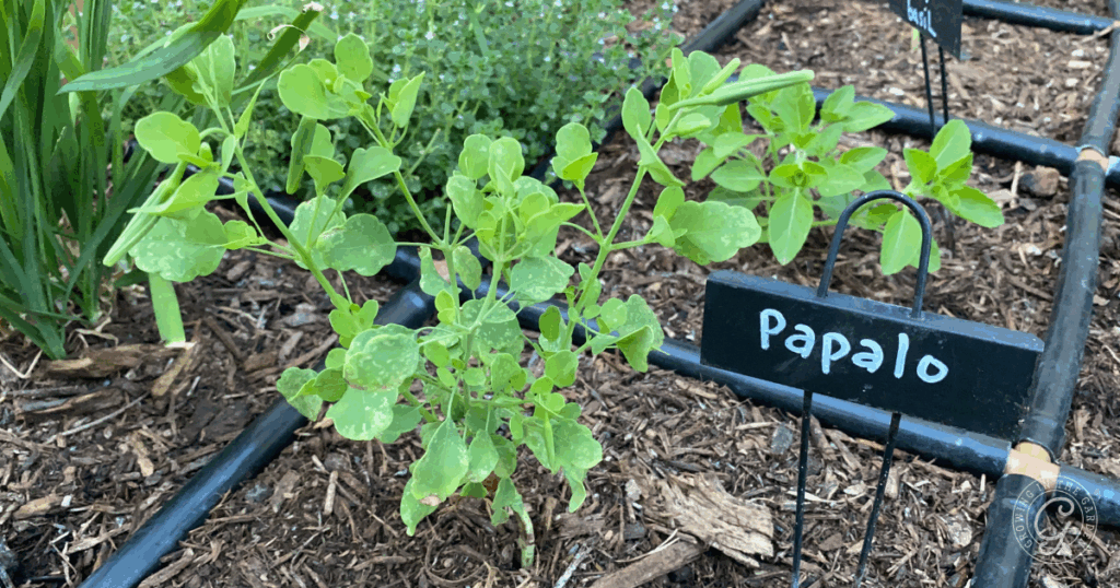 Vibrant green papalo plant thriving in a garden bed, marked with a black label that reads Papalo. Discover how to grow papalo and enjoy its fresh flavor straight from your own garden.