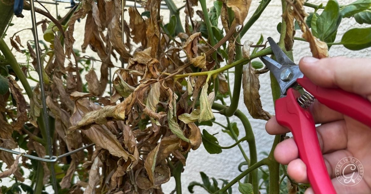 Hand using red pruning shears to cut dead, brown leaves from a plant&mdash;a helpful step when considering what to do with tomatoes after an Arizona summer.