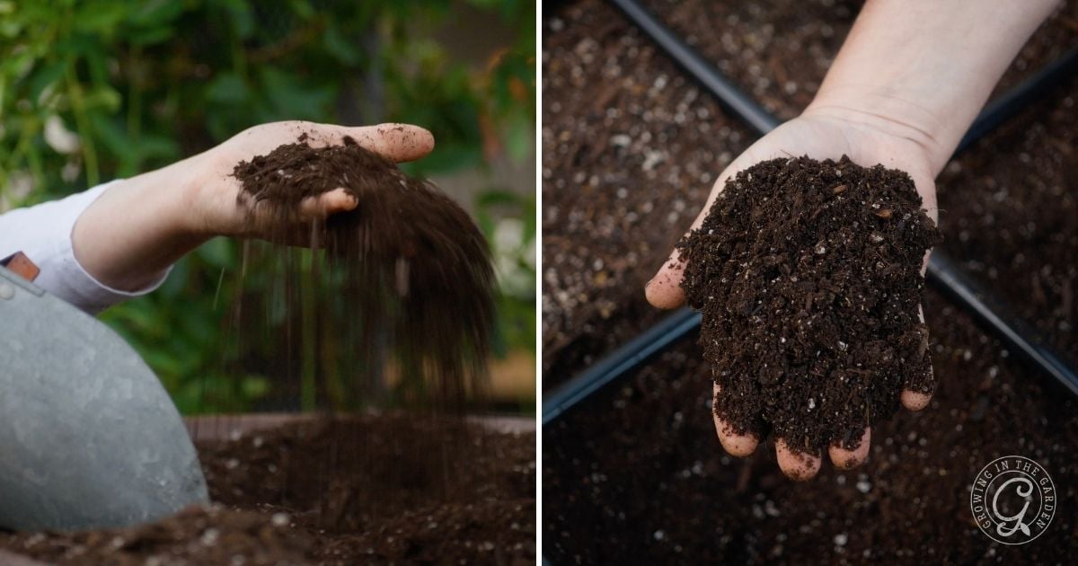 Two hands holding and sifting dark soil over garden beds, ready for planting&mdash;an essential step when considering what to do with tomatoes after an Arizona summer.