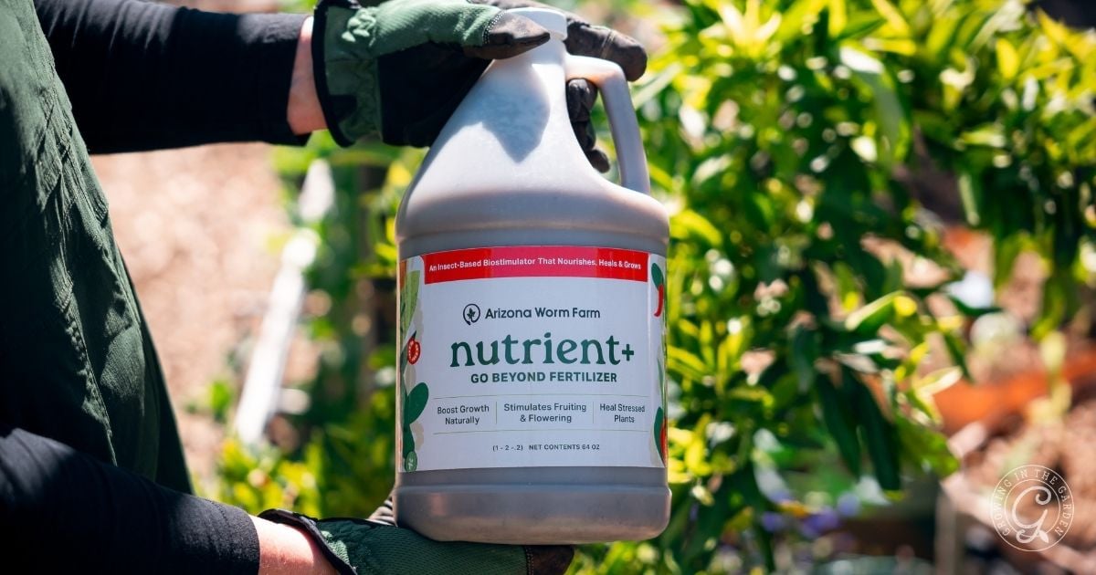Person holding a jug of nutrient+ fertilizer outdoors, with green plants in the background&mdash;a handy solution for what to do with tomatoes after an Arizona summer.