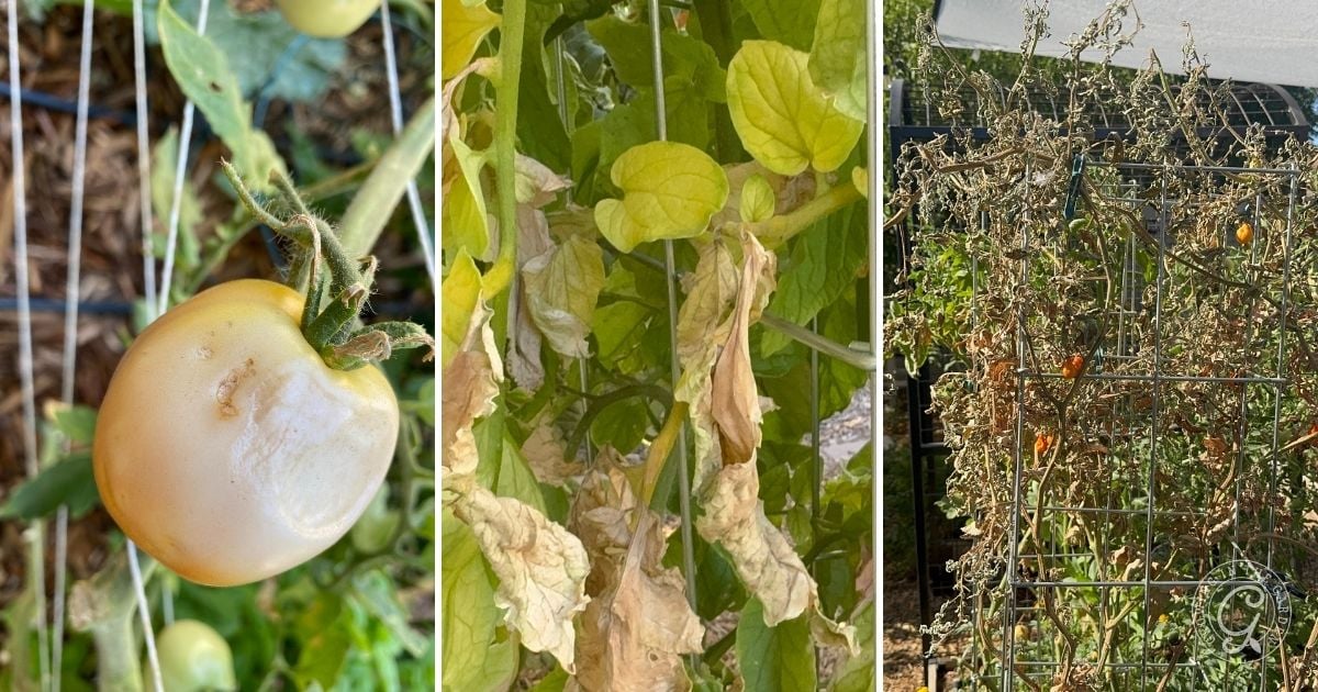 Three images: a discolored tomato, wilted leaves, and a dying tomato plant in a garden cage&mdash;showing what to do with tomatoes after an Arizona summer as the heat takes its toll on your harvest.