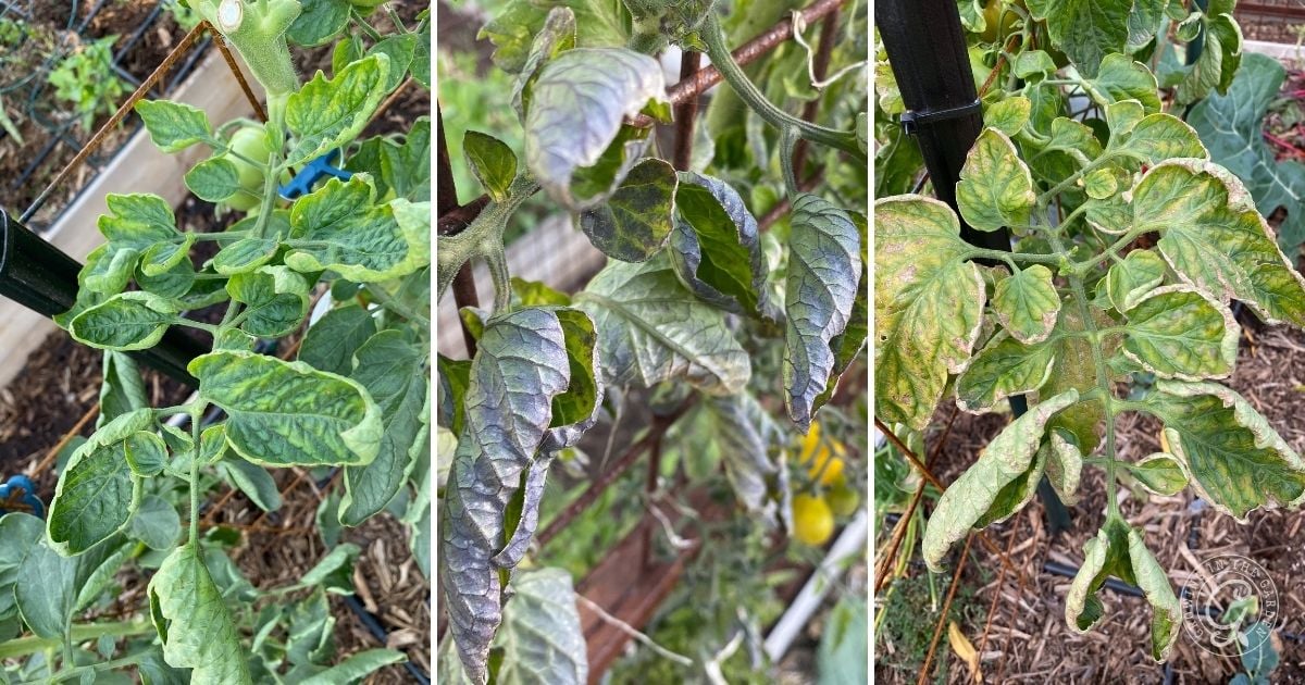 Three tomato plants with curling, discolored leaves&mdash;common after intense heat&mdash;may signal disease or nutrient deficiency. Learn What to Do With Tomatoes After an Arizona Summer to help your plants recover and thrive.